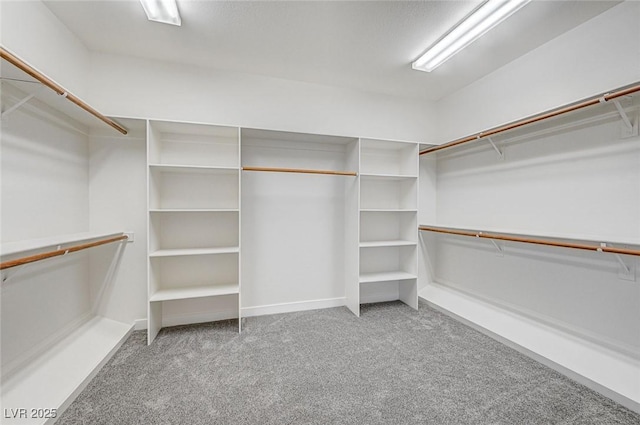 spacious closet featuring carpet