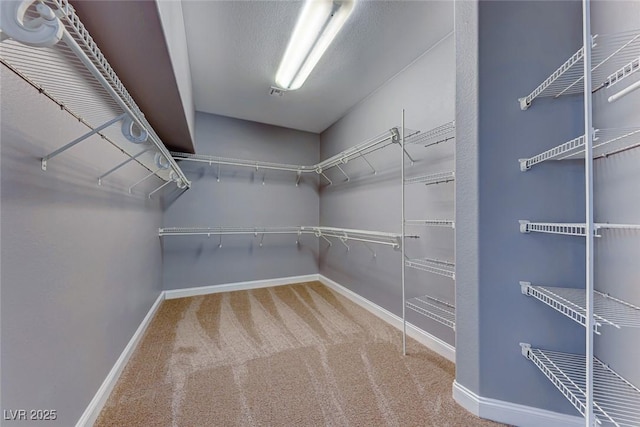 spacious closet featuring carpet