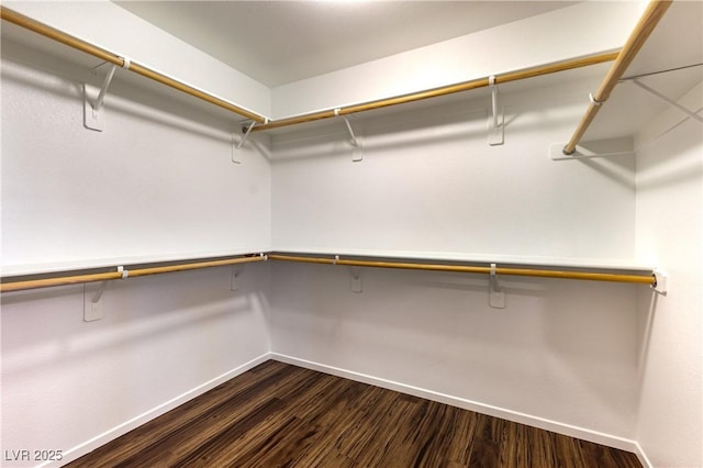 spacious closet featuring dark wood-style flooring