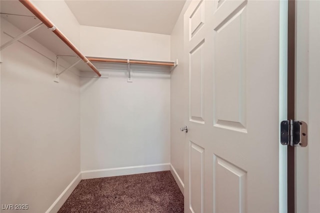 walk in closet with carpet flooring