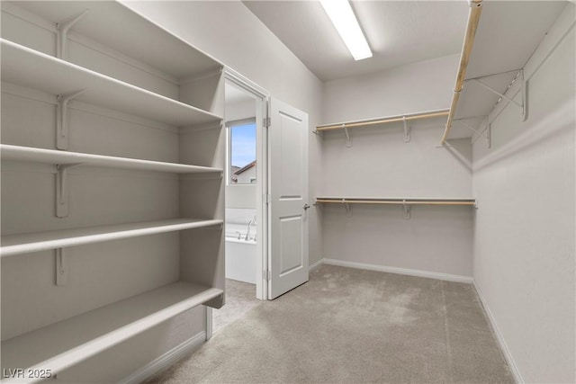spacious closet featuring carpet floors
