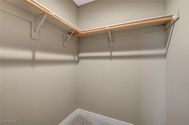 walk in closet with carpet flooring