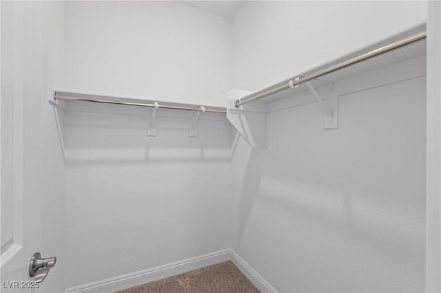 walk in closet featuring carpet flooring