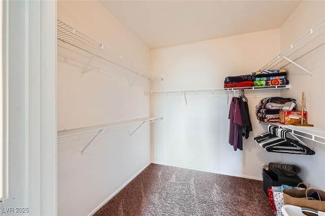 walk in closet with carpet flooring
