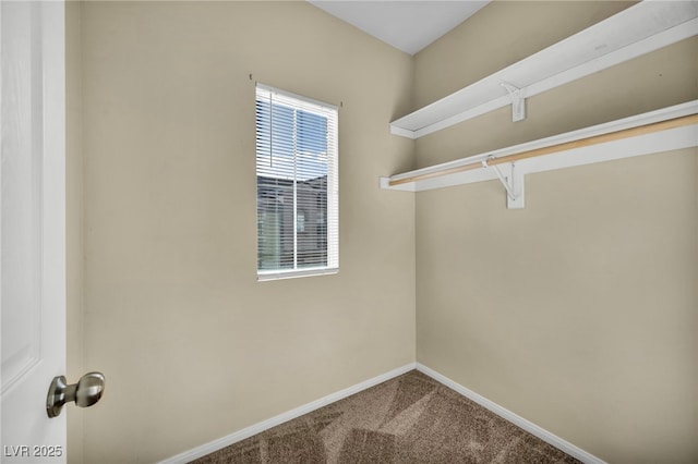 spacious closet featuring carpet