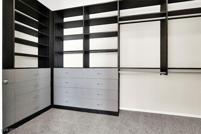 walk in closet featuring carpet flooring