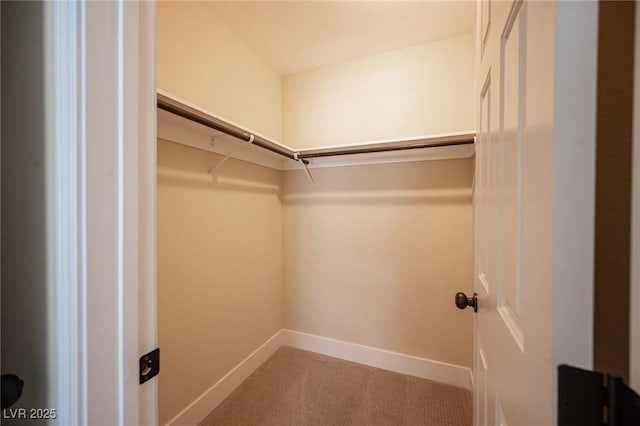 spacious closet featuring carpet floors