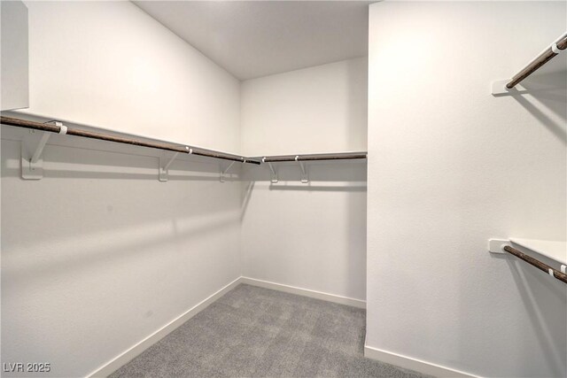 spacious closet featuring carpet floors
