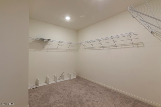 spacious closet featuring carpet floors
