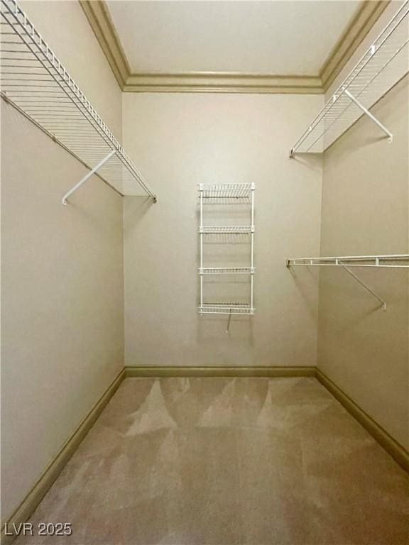 spacious closet featuring carpet flooring