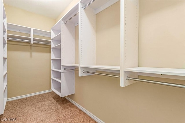 walk in closet featuring carpet floors