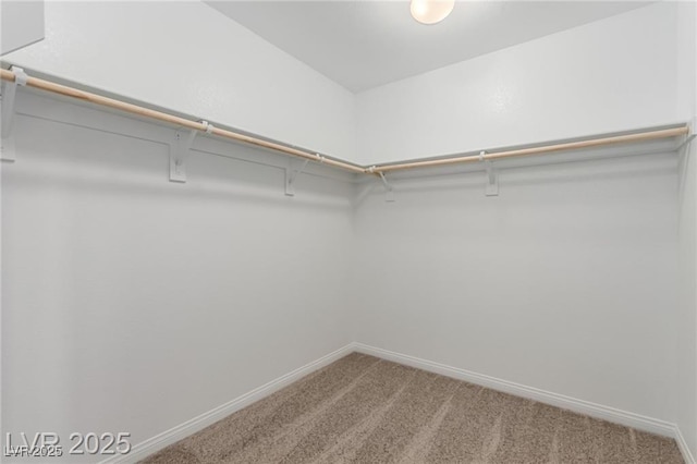spacious closet featuring carpet flooring