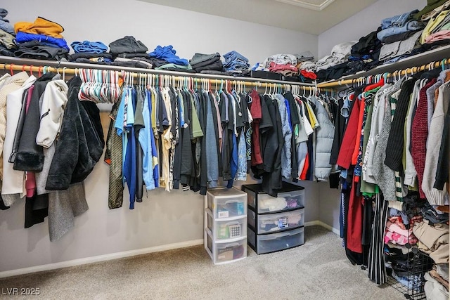 spacious closet featuring carpet flooring