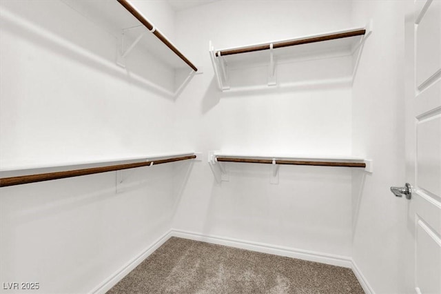 walk in closet featuring carpet floors