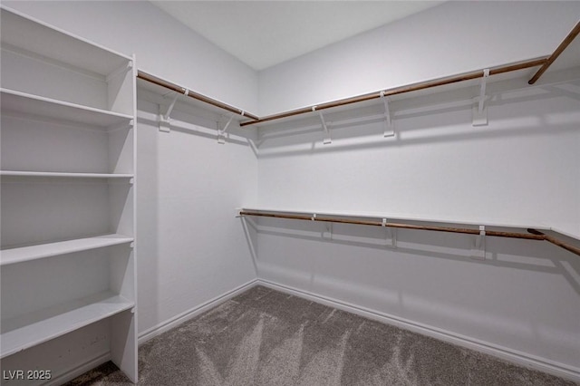 walk in closet featuring carpet flooring