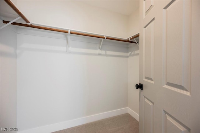spacious closet featuring carpet flooring