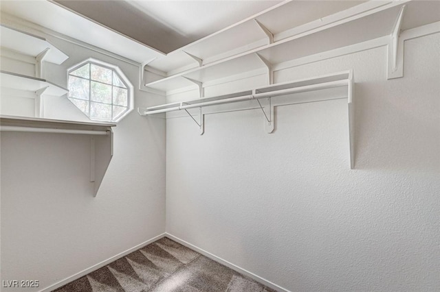 spacious closet featuring carpet floors