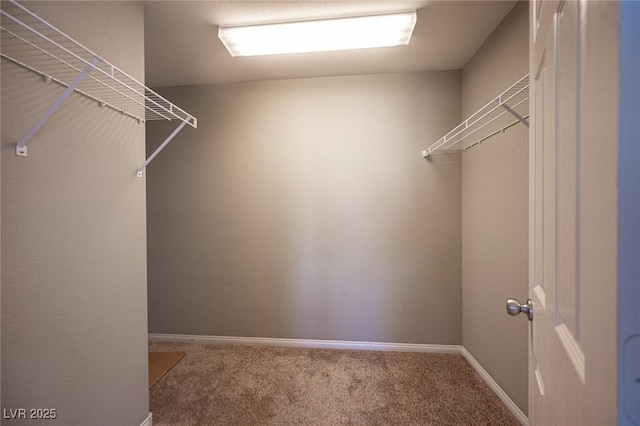 spacious closet featuring carpet
