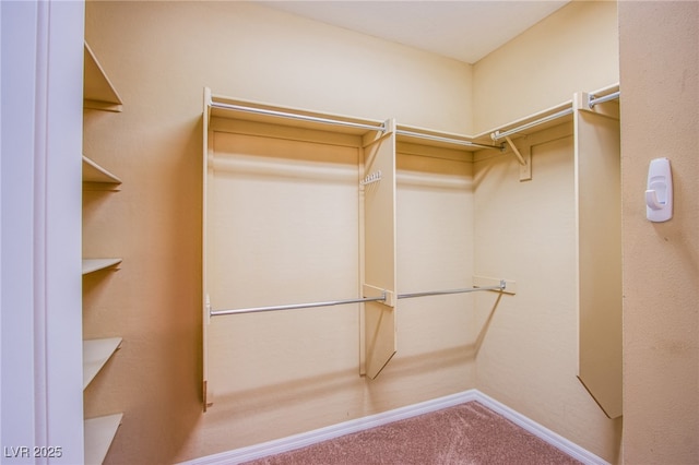walk in closet with carpet flooring