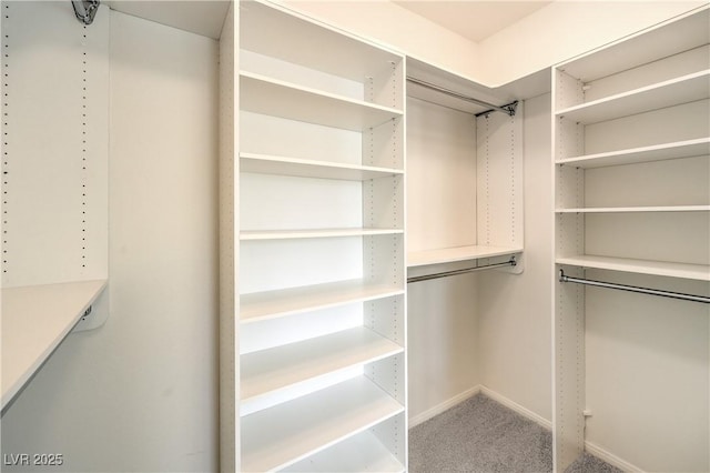 spacious closet featuring carpet floors