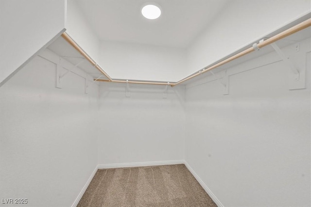 spacious closet featuring carpet floors