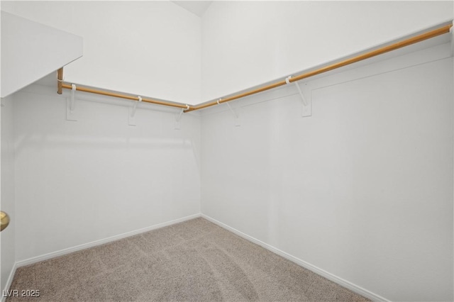 spacious closet featuring carpet