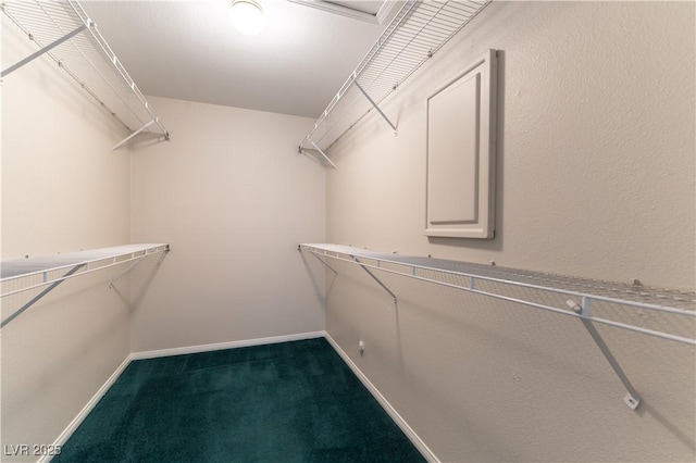 3510 Judah Way, Las Vegas, NV 89147 - walk in closet with carpet flooring