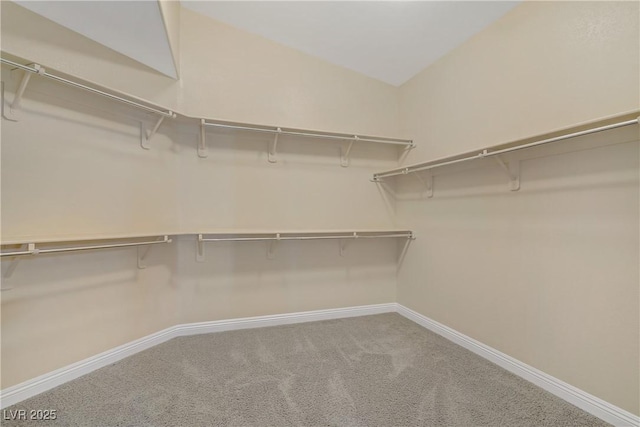spacious closet featuring carpet floors
