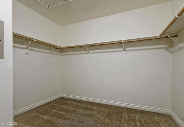 spacious closet featuring carpet