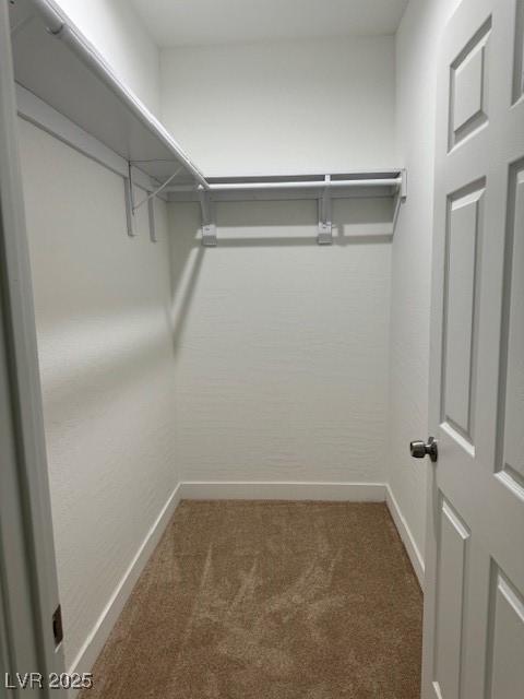 spacious closet featuring carpet flooring