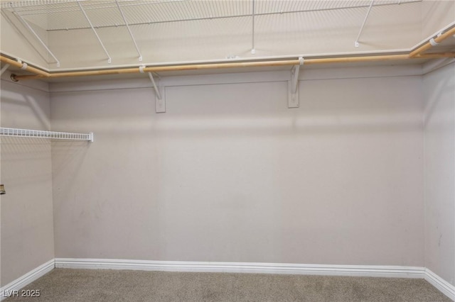 walk in closet with carpet