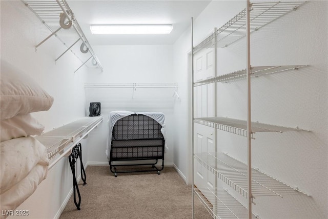 walk in closet featuring carpet flooring