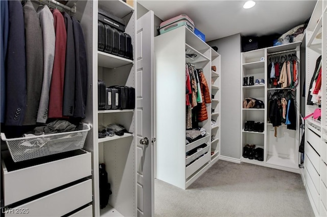 spacious closet featuring carpet flooring