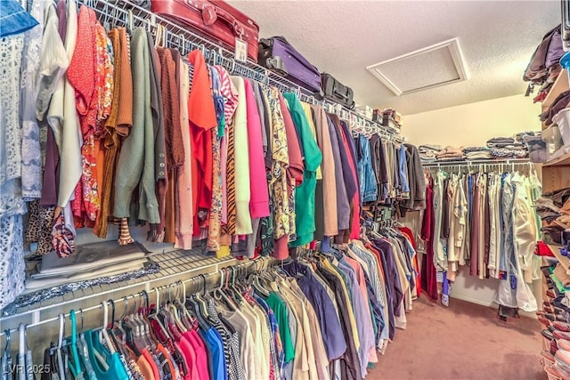walk in closet with attic access and carpet flooring