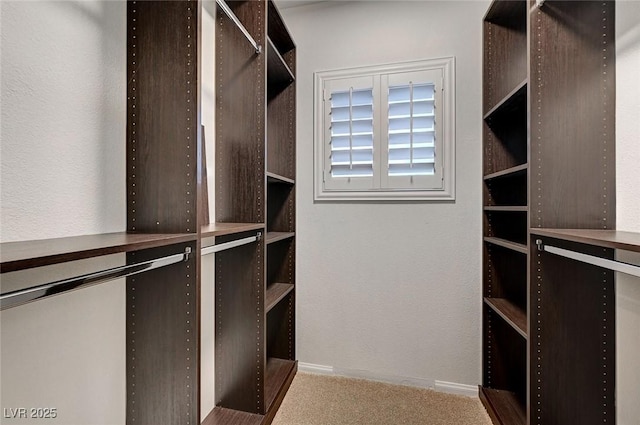 walk in closet featuring carpet floors