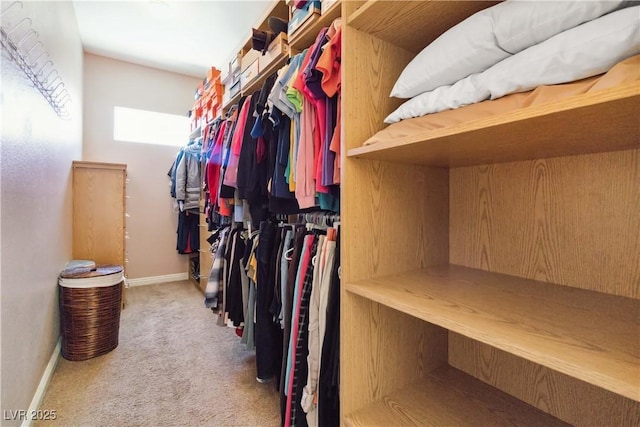 walk in closet with carpet flooring