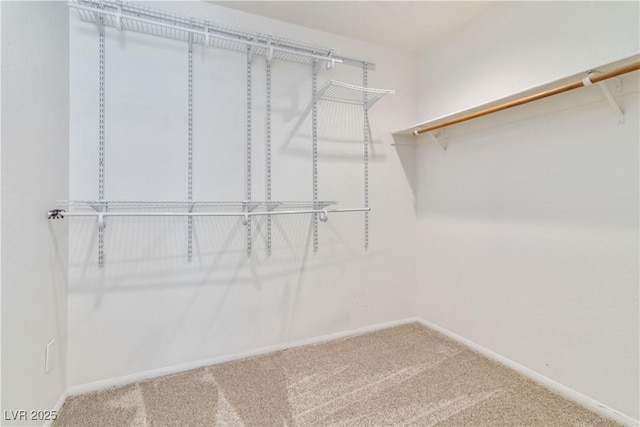spacious closet featuring carpet floors