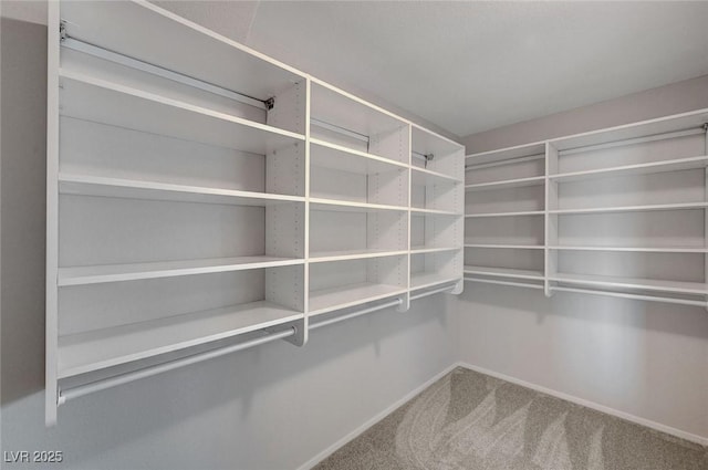 walk in closet with carpet flooring
