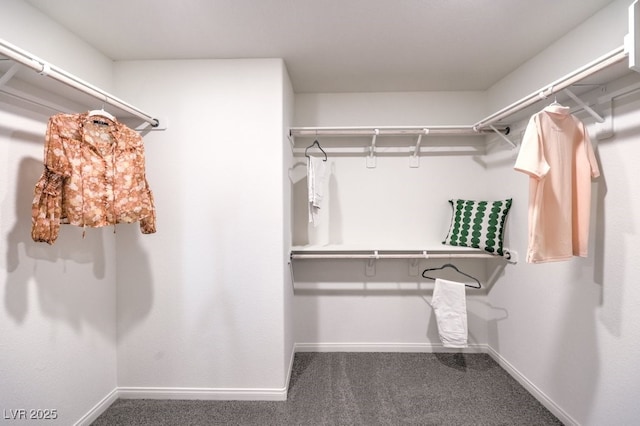 spacious closet featuring carpet flooring