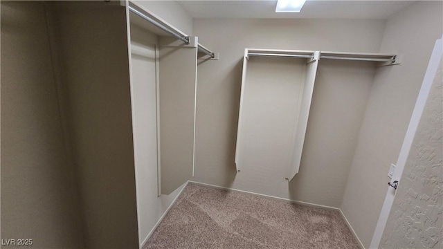 spacious closet featuring carpet