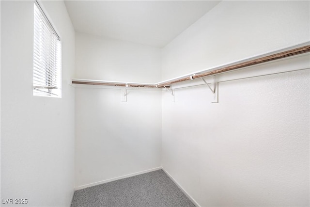spacious closet featuring carpet flooring