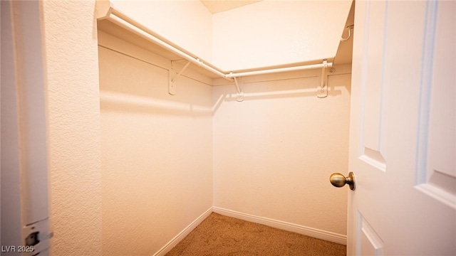 spacious closet featuring carpet floors
