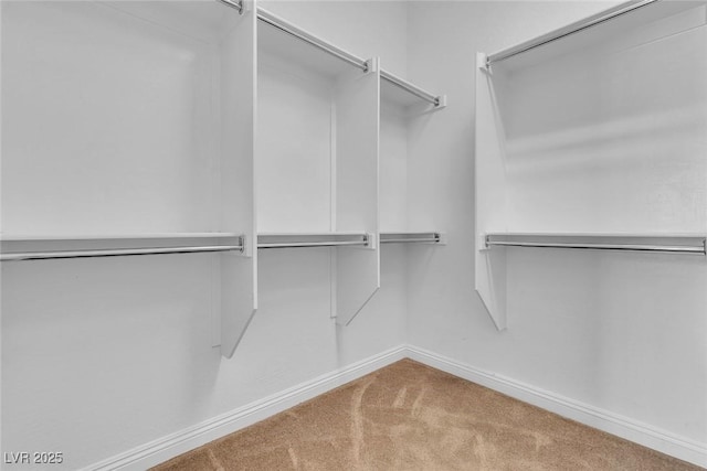 7505 Java Sparrow St, North Las Vegas, NV 89084 - walk in closet with carpet floors