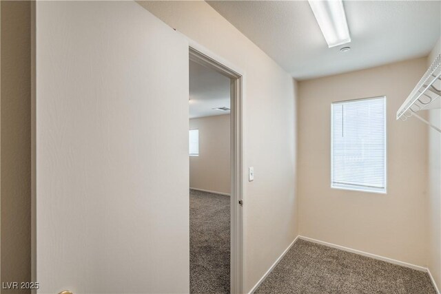 spacious closet featuring carpet