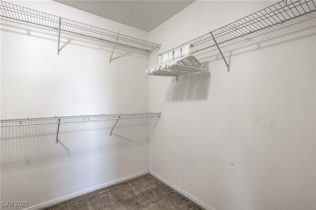 walk in closet with carpet floors