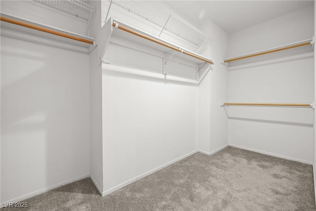 walk in closet with carpet flooring