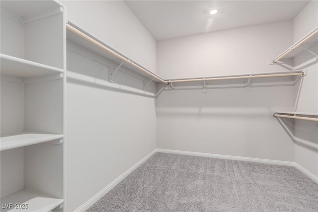 walk in closet featuring carpet floors