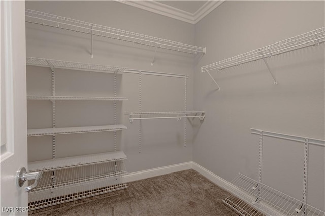 spacious closet with carpet flooring