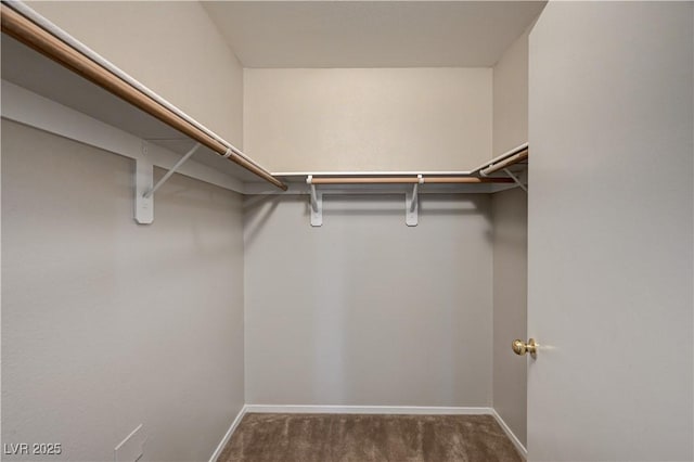 walk in closet with carpet floors