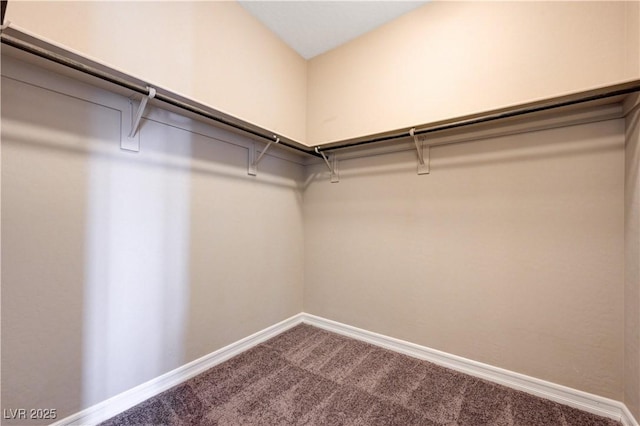 spacious closet featuring carpet flooring